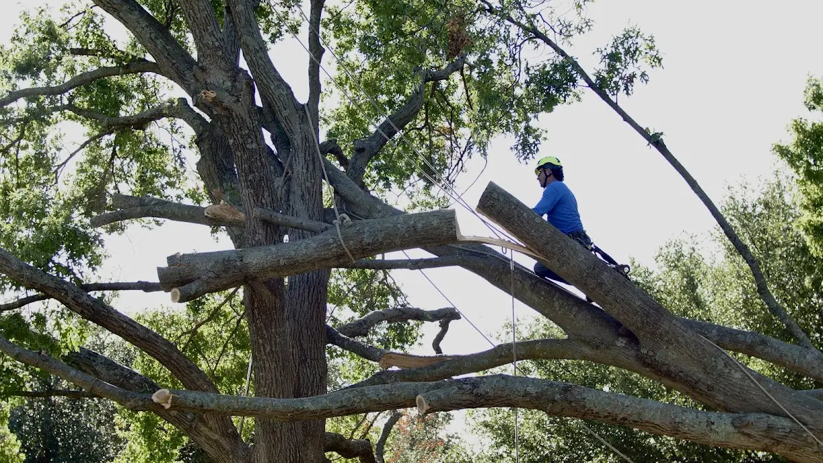 Professional Hazardous Tree Removal performed by certified arborists in Bolingbroke