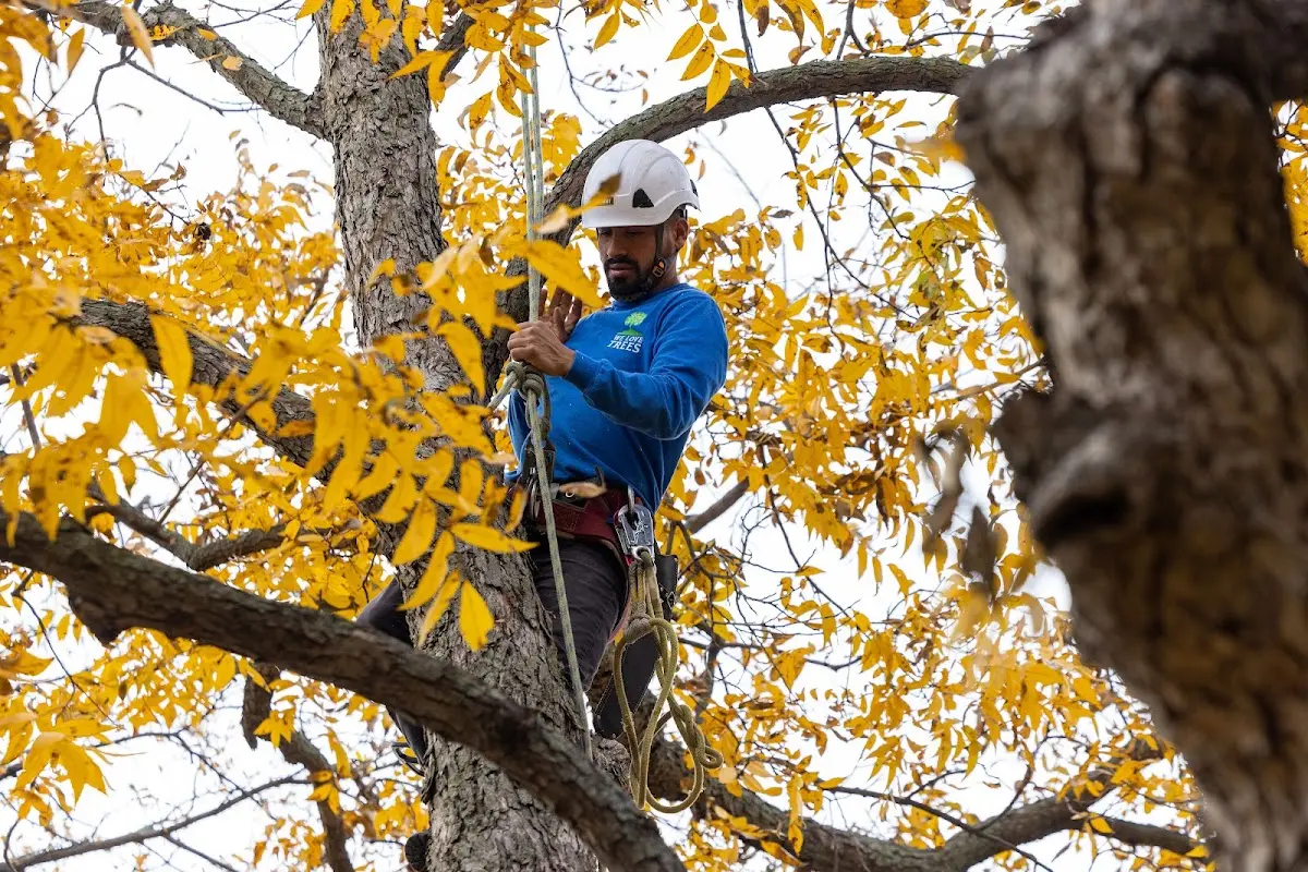 Skilled Storm Damage Cleanup crew working in Bolingbroke