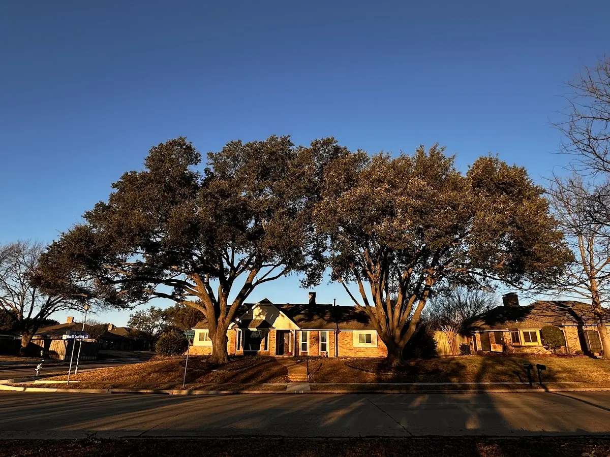 Established residential canopy tree shading a home in Bolingbroke